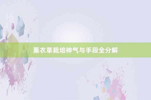 薰衣草栽培神气与手段全分解
