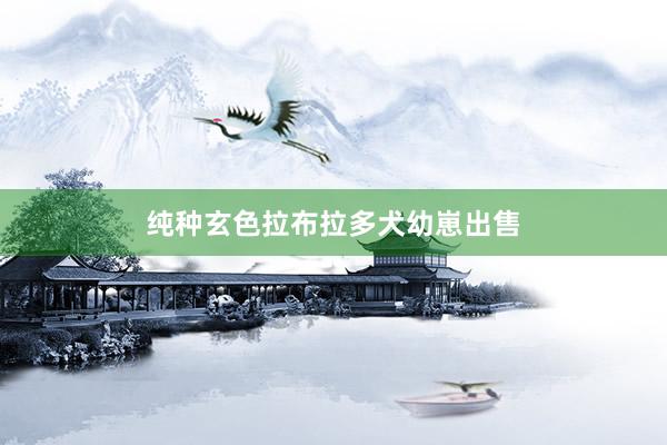 纯种玄色拉布拉多犬幼崽出售